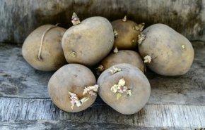 كيف تتجنب التسمم عند تناول البطاطا القديمة