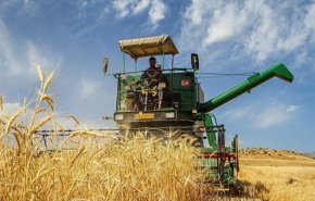 إنتاج القمح الایراني يتخطى 14 مليون طن في 2020
