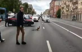 شاهد.. ايقاف المرور لعبور الاسرة البطية في موسكو!