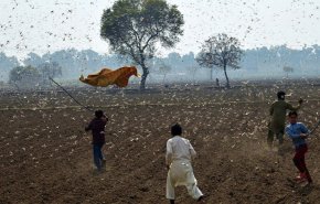 فیلم l حمله وحشتناک ملخ ها به مزارع پاکستان و از بین رفتن محصولات کشاورزی