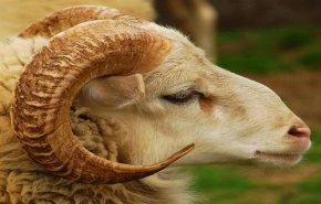 اقتراح في المغرب لإلغاء الاحتفال بعيد الأضحى