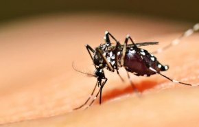 هل سيكون البعوض وسيلة لنقل فيروس كورونا في فصل الصيف؟