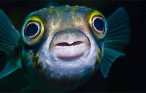 العلماء يصنعون كاميرا موبايل خارقة من عيون الأسماك+صور