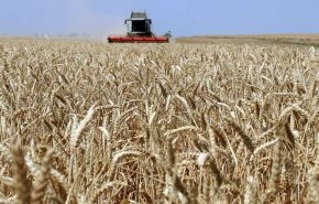 قسد تهرّب قمح الحسكة إلى العراق