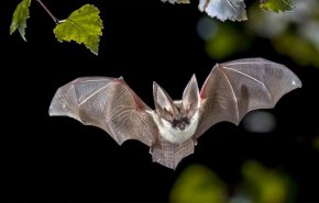 دراسة: الخفافيش تقدم مفتاح علاج 