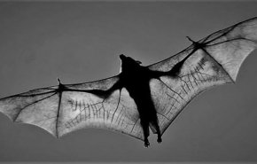 بالفيديو.. ناسا ترصد خفاش ضخم يرفرف في الفضاء