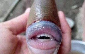 سمكة ذات الفم البشري تثير دهشة الملايين 