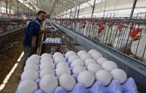 مسؤول سوري يكشف سبب ارتفاع اسعار البيض والفروج