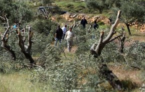 الاحتلال يقتلع أكثر من 200 شجرة زيتون شمال غرب سلفيت