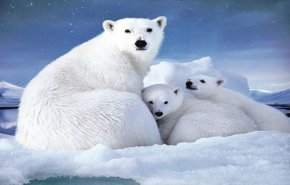 خطر الانقراض للدبب القطبية بسبب ارتفاع درجات الحرارة
