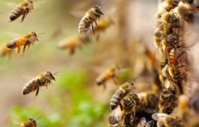 فيديو مرعب.. أسراب النحل تغزو شوارع تركيا
