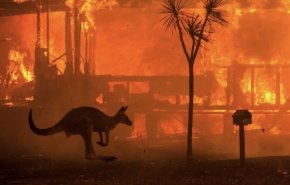  فيديو وصور.. حرائق أستراليا قتلت وشردت 3 مليارات حيوان