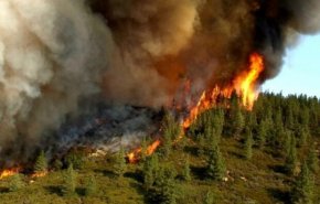 نابودی بیش از ۶۰ هزار هکتار جنگل در ۳ ایالت آمریکا بر اثر آتش سوزی + فیلم
