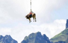 في سويسرا  هناك 'البقرة الطائرة'!