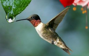 لتوفير الطاقة.. الطائر الطنان قادر على خفض حرارة جسمه لقرب درجة التجمد