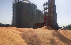 مشتريات ايران من القمح المحلي 8.3 مليون طن