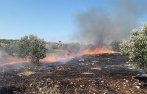 المستوطنون يحرقون عشرات اشجار الزيتون جنوب بيت لحم