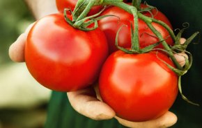 تعرف على الفوائد الرائعة لتناول الطماطم 