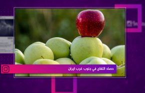 حصاد التفاح في جنوب غرب ايران