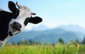 فيروس من غدة الأبقار لتطوير لقاح جديد لـ COVID-19