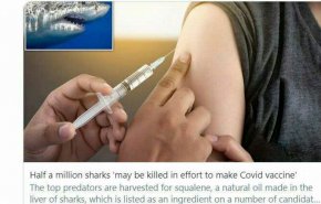 واکسن کرونا، بلای جان نیم میلیون کوسه