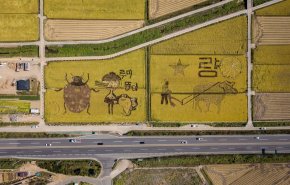 بالصور.. حقول الأرز تتحول أعمالا فنية في كوريا الجنوبية