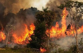 بعد كارثة الحرائق في سوريا.. ما الوقت الذي تحتاجه الاشجار لتعود للحياة؟