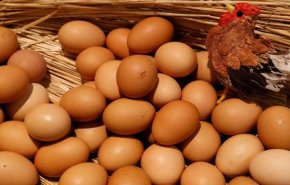 6 أنواع بيض أسوأ من السم