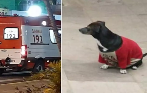 شاهد.. كلبة وفية تقتحم سيارة إسعاف للاطمئنان على مالكها