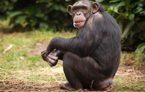 شاهد ذكاء الشمبانزي 