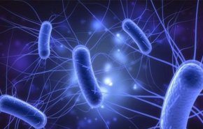 دراسة: بكتيريا في أمعاء الإنسان تتمتع بقدرة خارقة