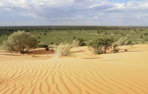 بالفيديو.. إكتشاف كنز طبيعي بقلب الصحراء الأفريقية