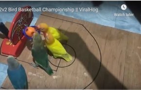 بالفيديو.. طيور صغيرة تكشف عن مهاراتها الفائقة في مباراة كرة سلة