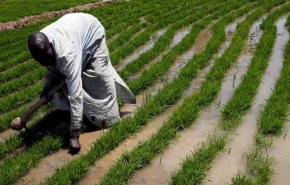 «بوکو حرام» حداقل ۴۴ کشاورز را در مزارع برنج نیجریه‌ کشت