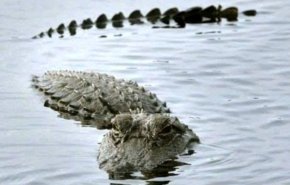 آخرین اخبار از وجود تمساح در دریاچه چیتگر/ تشریح علت تعطیلی چیتگر
