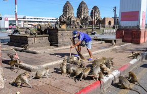 شاهد.. آلاف القرود تغزو مدينة تايلندية وتتسبب بذعر السكان
