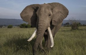 شمارش و رصد فیل‌ها از آسمان به کمک ماهواره و رایانه‌های هوشمند