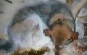 إنقاذ كلب ضال في البرد القارس بأعجوبة في روسيا 