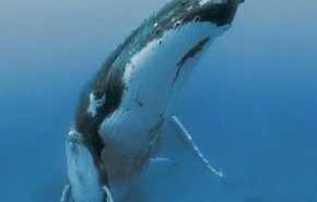 شاهد بالفيديو..مصور يوثق مشهدا مثيرا لحوت أحدب عملاق في أعماق المحيط