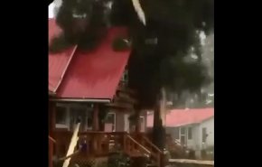 بالفيديو: شجرة تقي بيتا من صاعقة مدمرة!