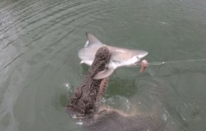 حادث غريب.. تمساح يصطاد سمكة القرش