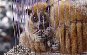 هشدار سازمان جهانی بهداشت درباره فروش حیوانات زنده