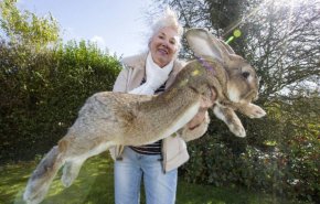 سرقة أضخم أرنب في العالم.. ومكافأة لمن يعيده!
