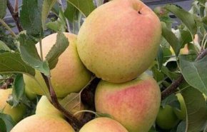 عربستان واردات میوه و سبزی از لبنان را ممنوع کرد/ اقدام سیاسی ریاض برای فشار بر اقتصاد لبنان