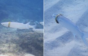 غواصة أسترالية تعثر على خاتم زواج مفقود ملتفاً حول جسد سمكة
