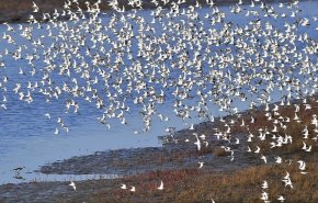 علماء: عدد الطيور في كوكبنا يزيد بكثير عن عدد سكانه