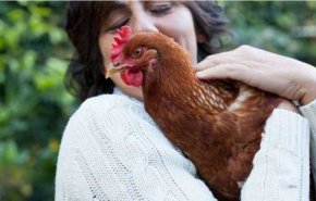 توصية طريفة من السلطات الصحية باميركا: توقفوا عن تقبيل الدجاج!