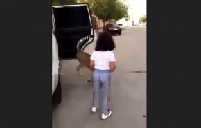 بالفيديو/ طفلة تتجول برفقة حيوان مفترس في السعودية!