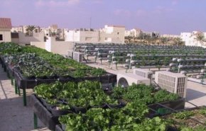مهندس مصري يستغل أسطح المنازل لإنتاج محاصيل زراعية ويحلم بتعميم فكرته
