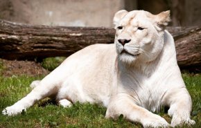 نفوق لبؤة في حديقة حيوان بالهند اثر اصابتها بكورونا